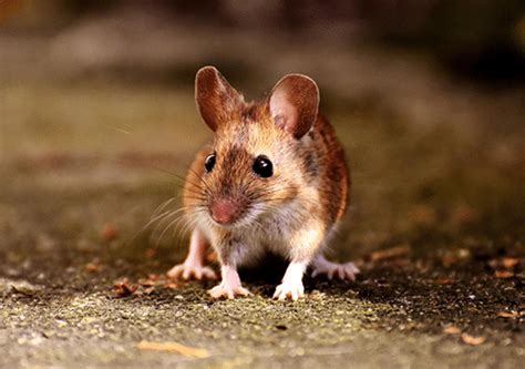 Image result for Mouse Left-Click Not Working Properly