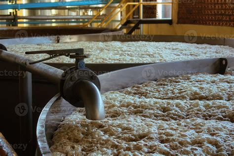 Blue agave Agave tequilana mosto must ferments in a stainless tank ...