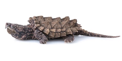 Image result for Alligator Snapping Turtle Shell