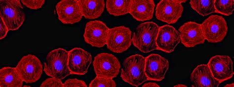 Image result for Flow Cytometry Sorting