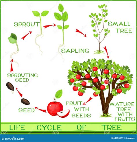 Image result for Tree Life Cycle