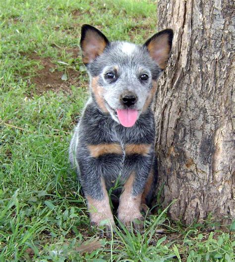 Australian Cattle Dog Breed » Information, Pictures, & More