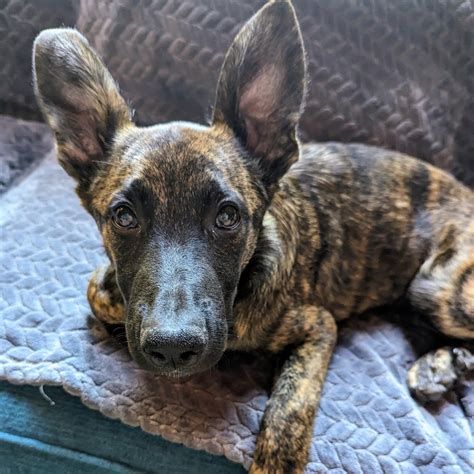 Early Morning Walks with Thor. My APBT/Belgian Malinois/Dutch Shepherd ...