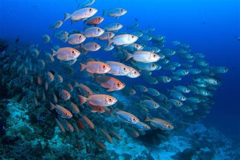 Image result for Fish Facts