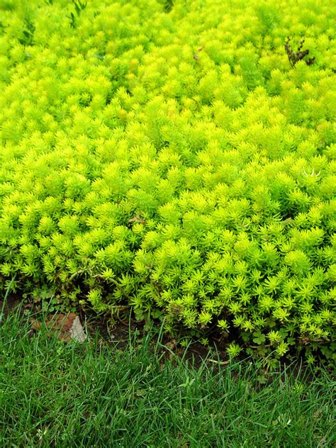 Lemon Coral Sedum for Beautiful Ground Cover