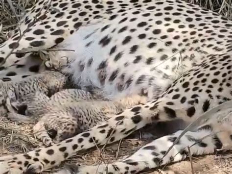 Cheetah Gamini Gives Birth to 3 Cubs at Kuno; Indias Cheetah Family ...