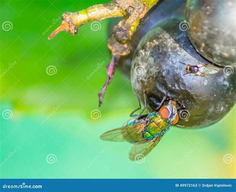 Fly Insect 的图像结果