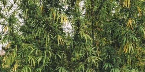 Illegale Cannabis-Plantagen in Nord Kalifornien verschmutzen die Umwelt ...