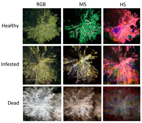 Comparison of Deep Neural Networks in the Classification of Bark Beetle ...
