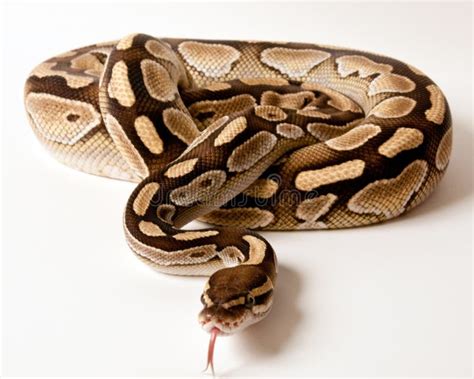 Image result for Lesser Ball Python