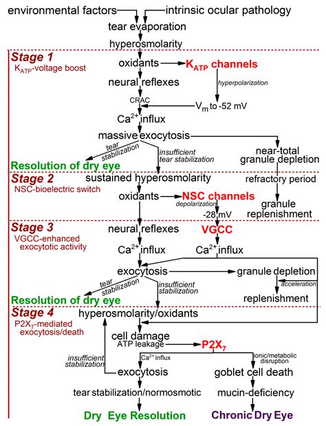 Bioelectric Responses of Conjunctival Goblet Cells to Dry Eye: Impact ...