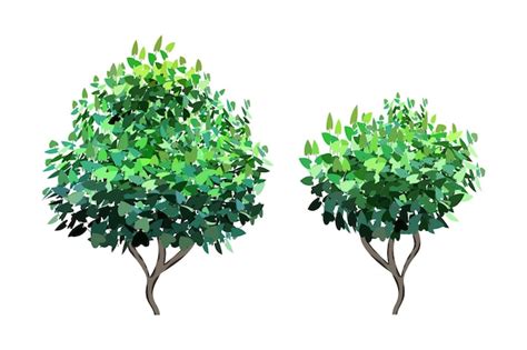Ornamental green plant in the form of a hedge | Premium Vector