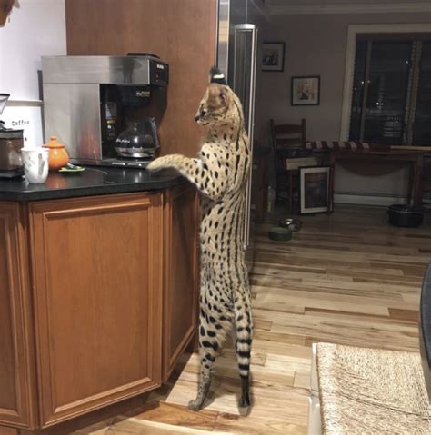 Serval Cat
