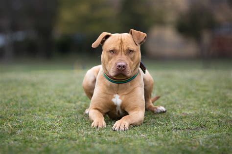 5 Types of Pit Bull Dog Breeds