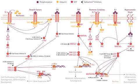 Kinases and Phosphatases Inhibitors | Life Science Research | Merck