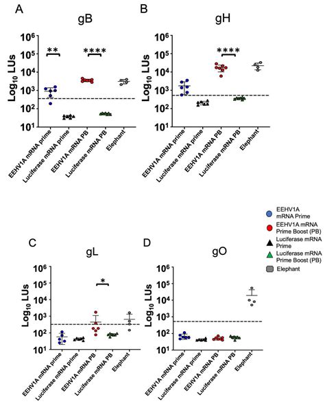 Multi-Antigen Elephant Endotheliotropic Herpesvirus (EEHV) mRNA Vaccine ...