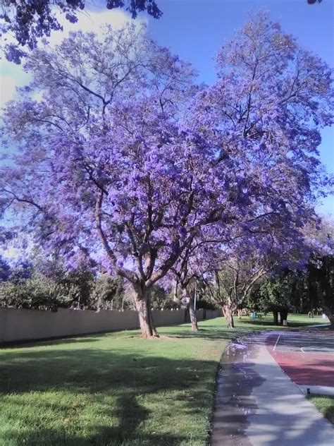 Image result for Purple Tree