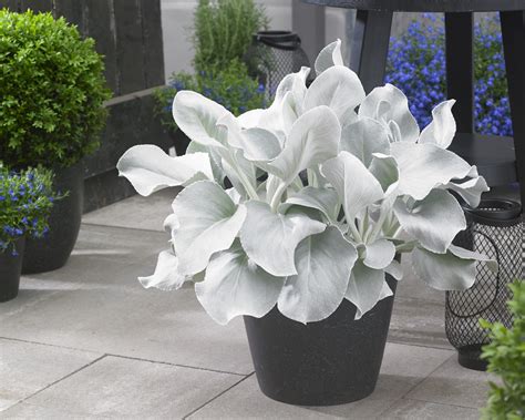 Angel Wings Plant Pot at Xavier Furber blog