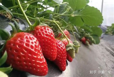 高架草莓：草莓种植的未来之路_腾讯新闻