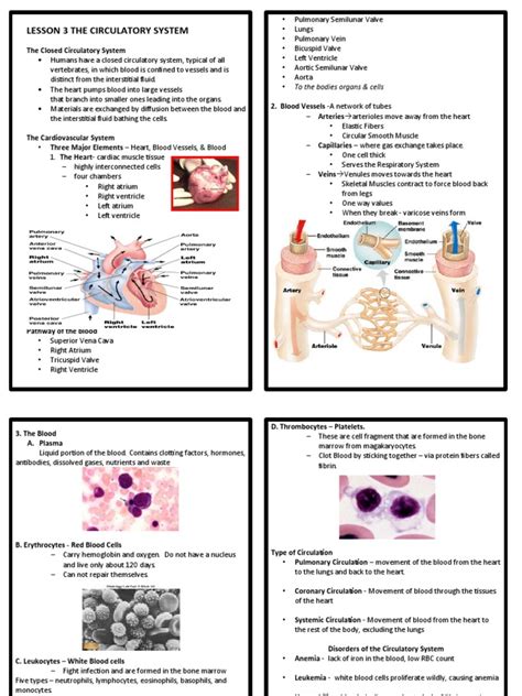 Image result for Circulatory System Tutorial