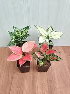 CAPPL Rare Imported Aglaonema 4 Live Plants (Pot Included) : Amazon.in ...
