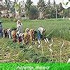Iagrifarm Alfalfa/Lucerne/Kuthirai Masal Seeds -1 Kg - Multicut - For ...