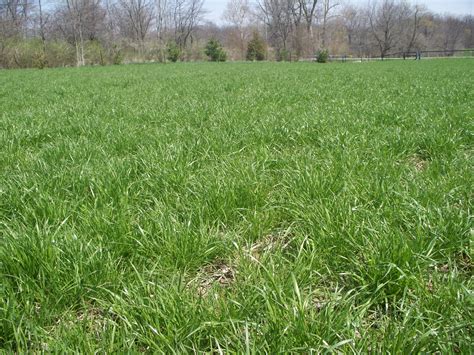 Harvesting Cover Crops for Emergency Fall Forage - Plant Cover Crops