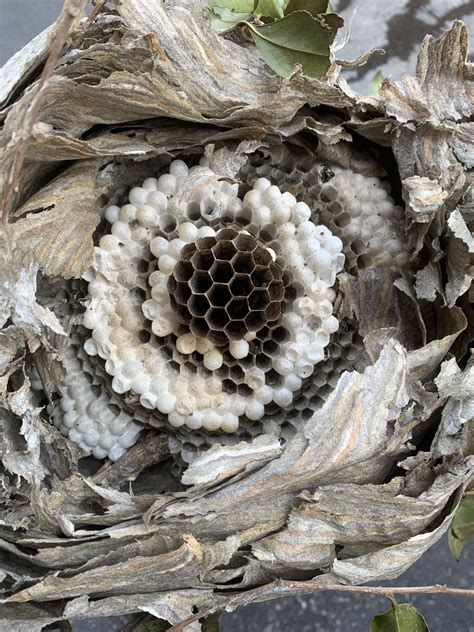 The inside of a bald faced hornets nest : r/mildlyinteresting