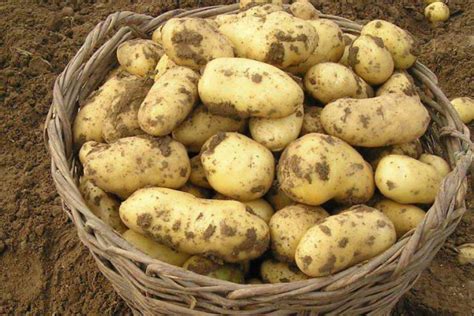 土豆种植技术手册奉上，赶快收藏！