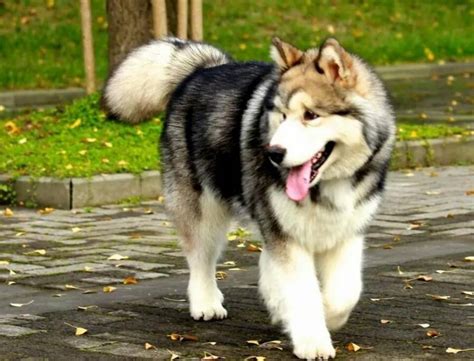阿拉斯加犬品种介绍|狗狗品种-波奇网百科大全