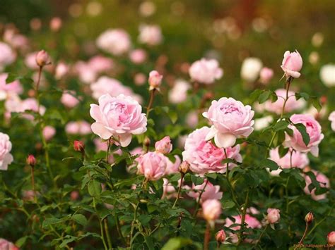 Download Pink Roses Garden Wallpaper | Wallpapers.com