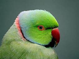 Image result for Parrot