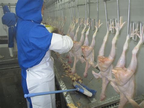 Chicken Processing Machines 的图像结果