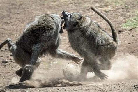 Image result for Python Rival Animal