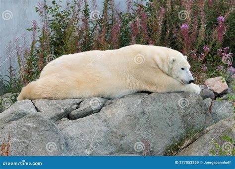 Polar Bear Ranua Zoo 的图像结果
