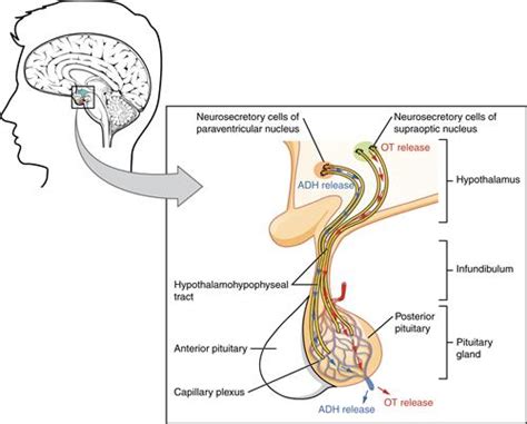 Hormones secreted by Adenohypophysis (Anterior pituitary lobe) — lesson ...