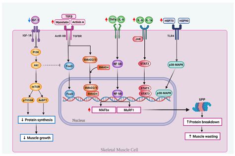 Ketogenic Diets in Pancreatic Cancer and Associated Cachexia: Cellular ...