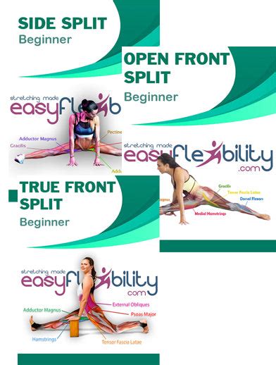 Image result for Beginner Split Tutorial