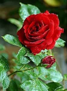 Bala Plant Creation Hybrid Thai Red Rose Plant : Amazon.in: Garden ...