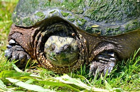 Image result for Snapping Turtle Running