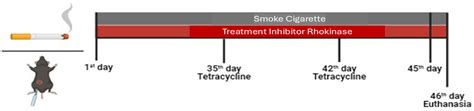 Cigarette Smoke Exposure Leads to Organic and Mineral Bone Component ...