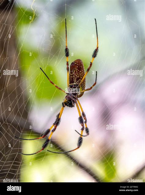 Joro spider georgia hi-res stock photography and images - Alamy
