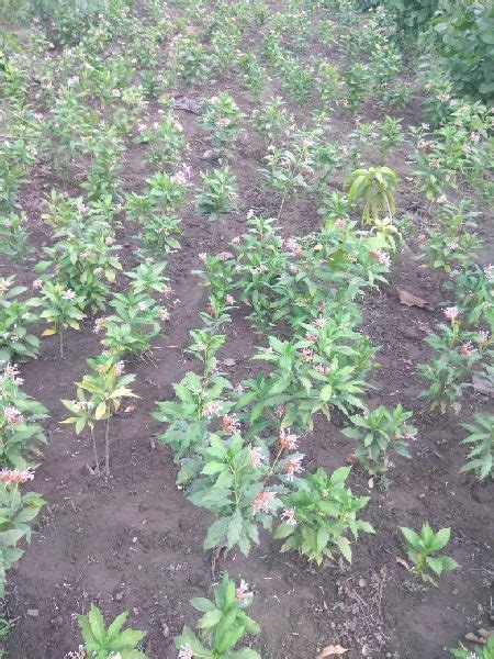 Sarpagandha Nursery Plants Manufacturers and Suppliers from Delhi