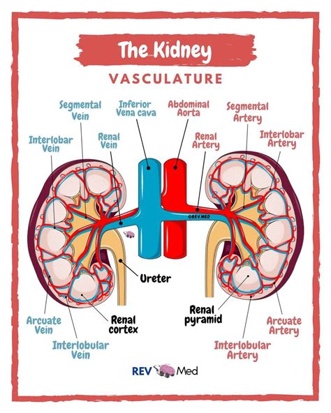 Renal Vasculature - Kidney Anatomy Arterial Blood Supply and Venous Drainage By @rev.med #Renal ...