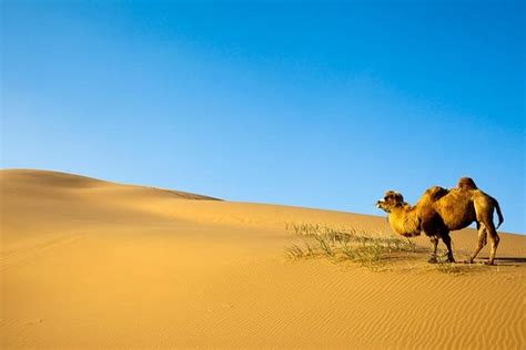 2025 Gobi Desert Tour - 9 Days (Mongolia) - with Reviews & Photos