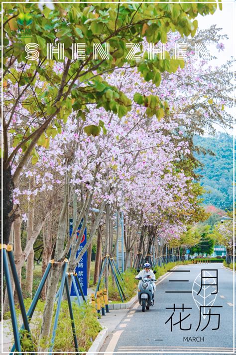 续写春天的故事｜深圳：从城市里的公园到公园里的城市-荔枝网