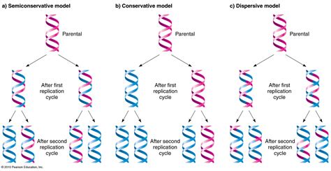 DNA Replication Process Model 的图像结果