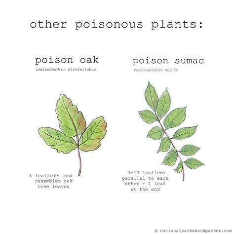 Will Poison Ivy Spread On Sheets at Melva Duran blog