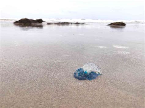 Blue Bottle stings: Look beyond the venom of the Portuguese Man O’War ...