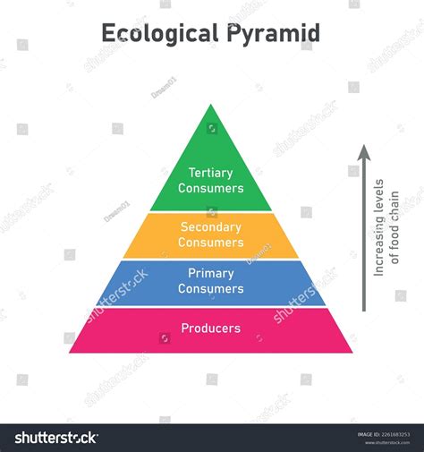 Biomasse Pyramide Eule